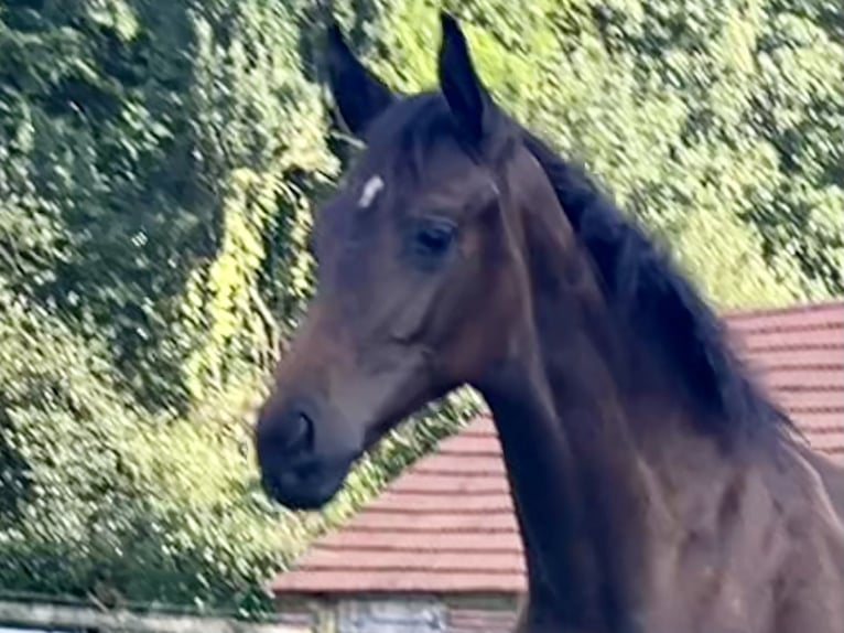 Oldenburg Mare Foal (03/2024) Smoky-Black in Cloppenburg