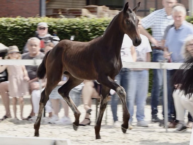 Oldenburg Mare Foal (03/2024) Smoky-Black in Cloppenburg