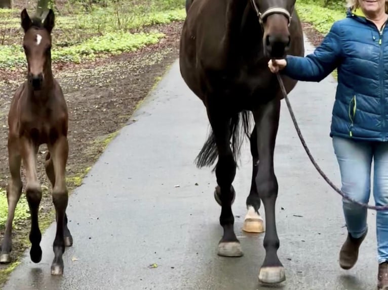 Oldenburg Mare Foal (03/2024) Smoky-Black in Cloppenburg