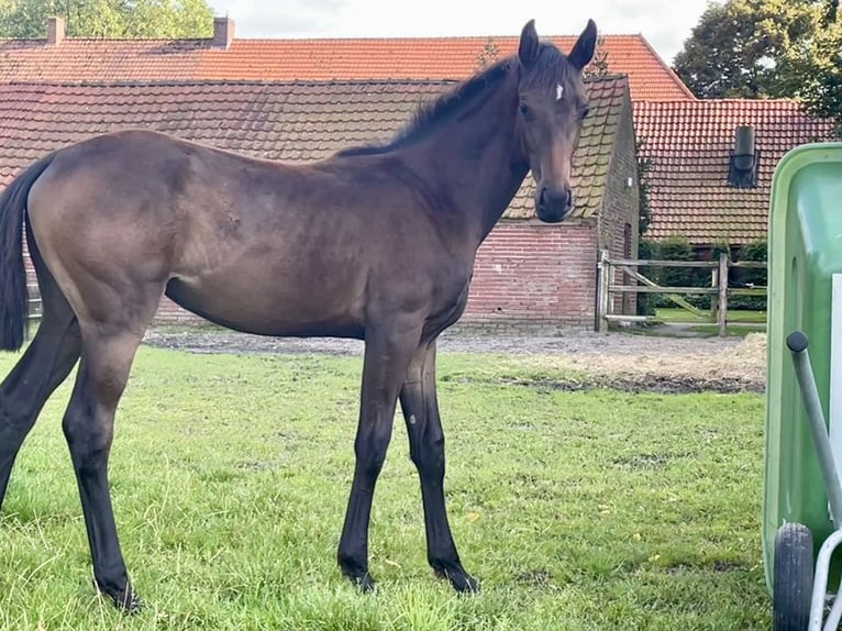 Oldenburg Mare Foal (03/2024) Smoky-Black in Cloppenburg