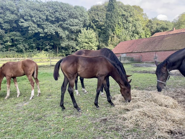 Oldenburg Mare Foal (03/2024) Smoky-Black in Cloppenburg