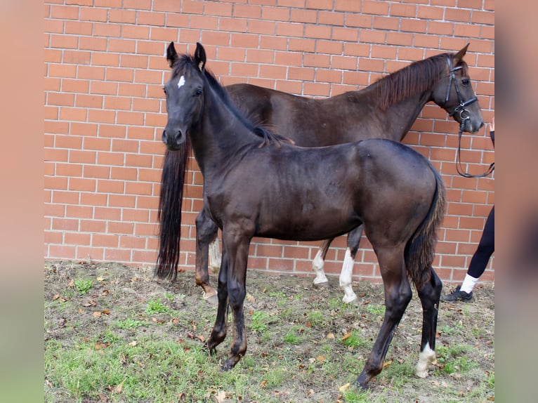 Oldenburg Mare Foal (05/2025) Smoky-Black in Emstek