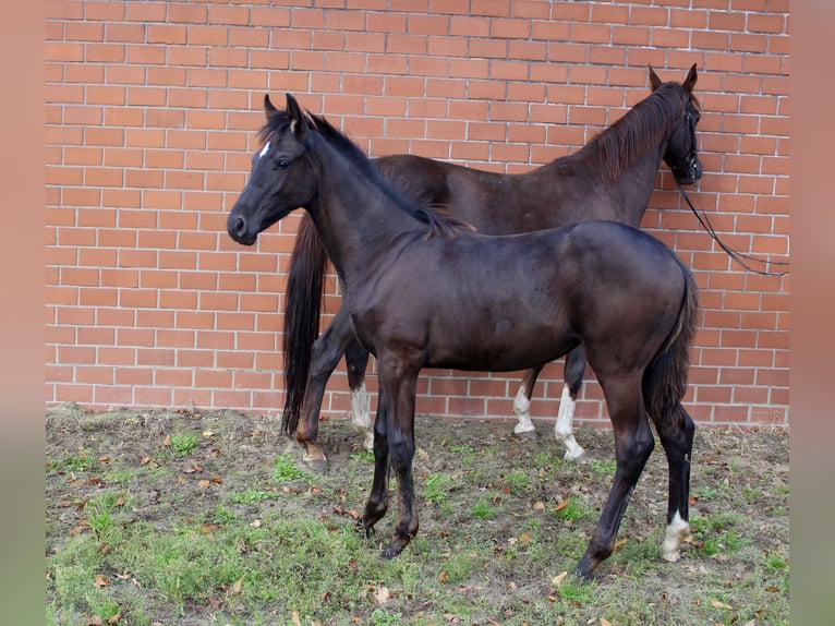 Oldenburg Mare Foal (05/2025) Smoky-Black in Emstek