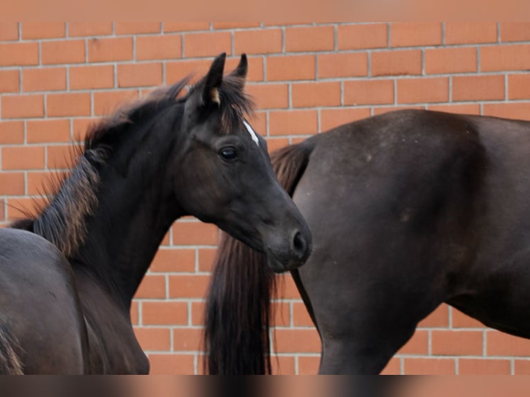 Oldenburg Mare Foal (05/2025) Smoky-Black in Emstek