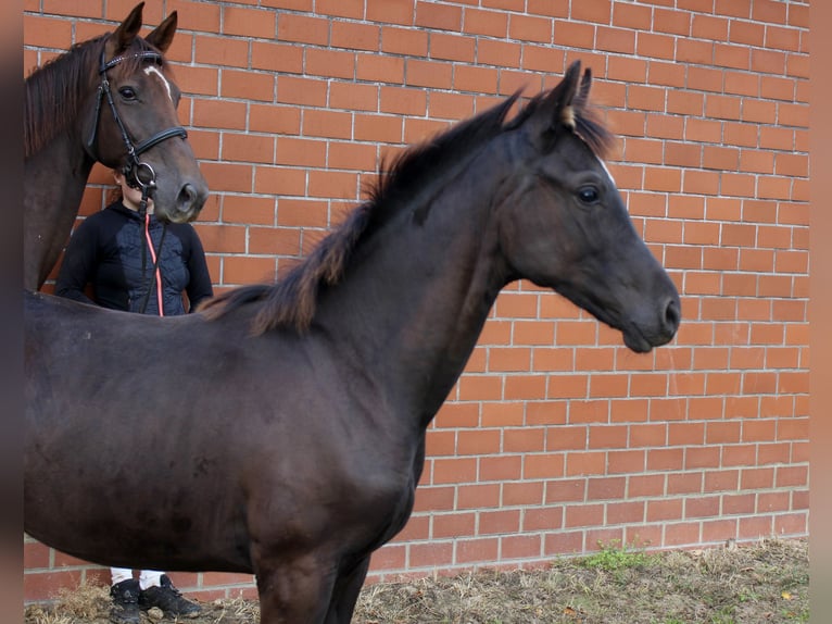 Oldenburg Mare Foal (05/2025) Smoky-Black in Emstek