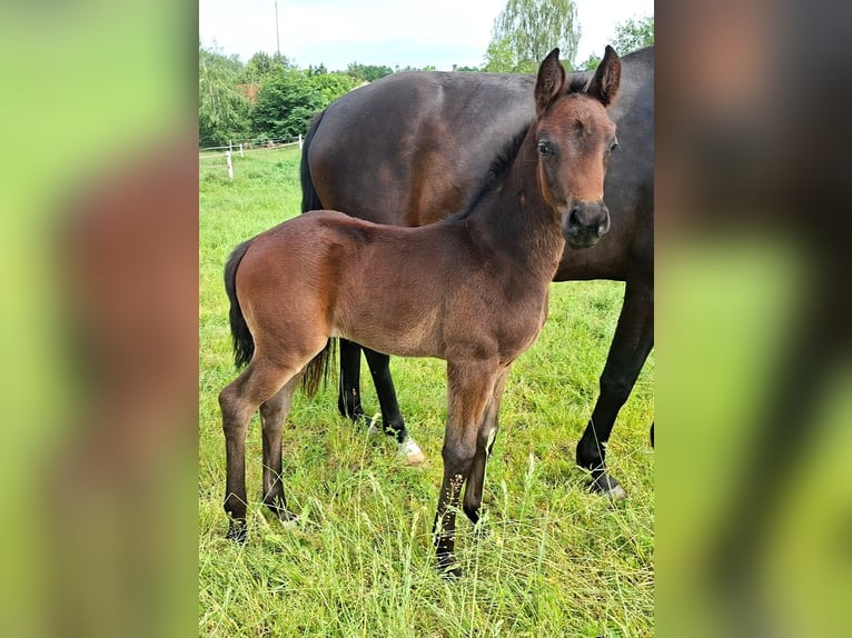 Oldenburg Mare Foal (04/2026) Smoky-Black in Hankensbüttel