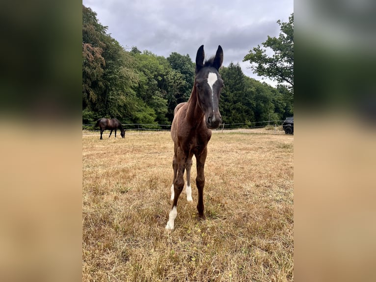 Oldenburg Mare Foal (05/2026) Smoky-Black in Neukirchen