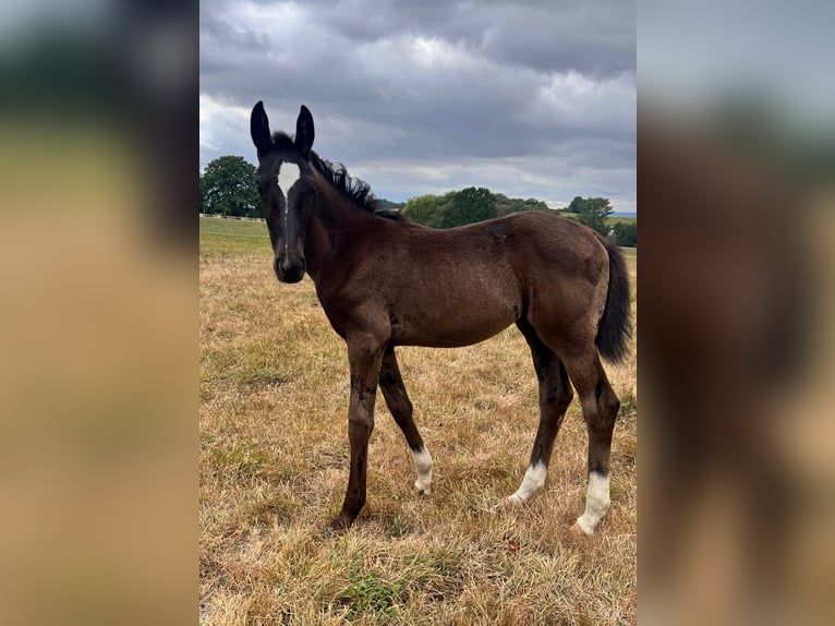 Oldenburg Mare Foal (05/2026) Smoky-Black in Neukirchen