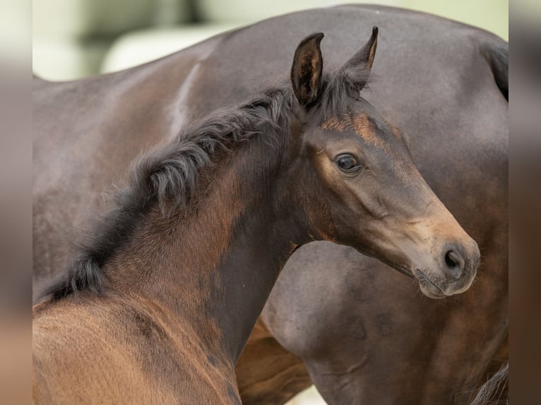 Oldenburg Mare Foal (05/2025) Smoky-Black in Veeningen
