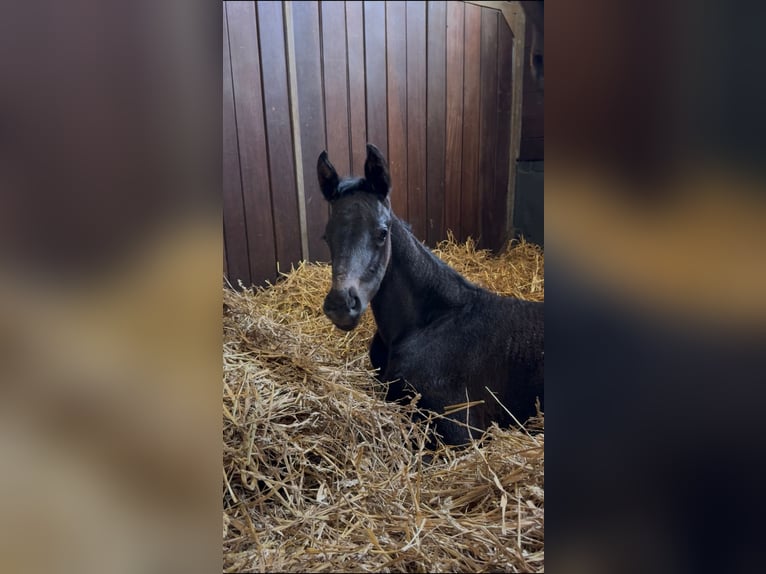 Oldenburg Mare  Smoky-Black in Dinklage