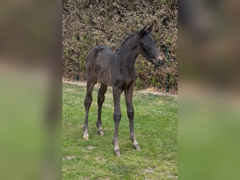 Oldenburg Mare  Smoky-Black in Dinklage