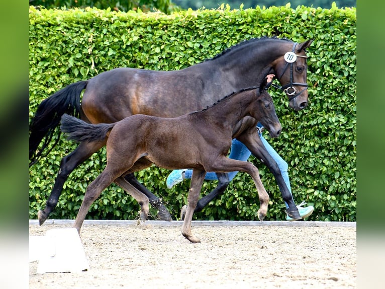 Oldenburg Mare  Smoky-Black in Dinklage