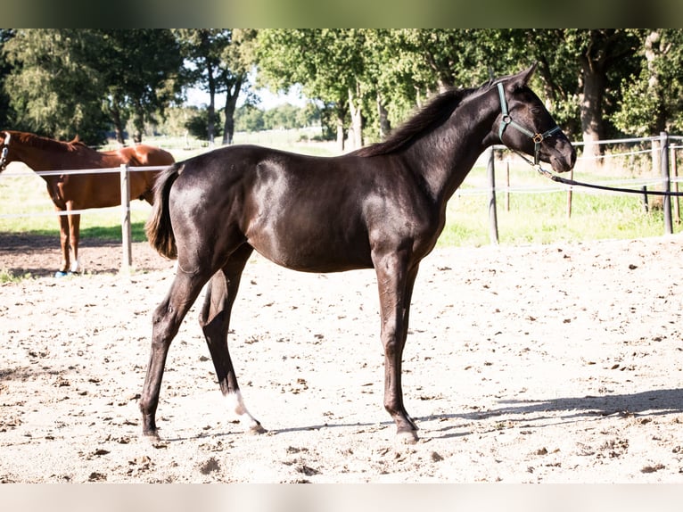 Oldenburg Mare Foal (02/2025) Smoky-Black in FilsumFilsum