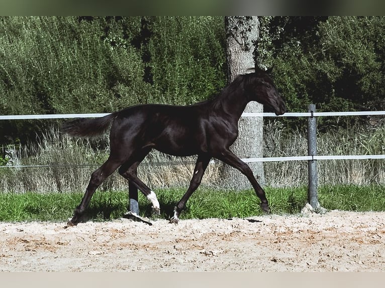 Oldenburg Mare Foal (02/2025) Smoky-Black in FilsumFilsum