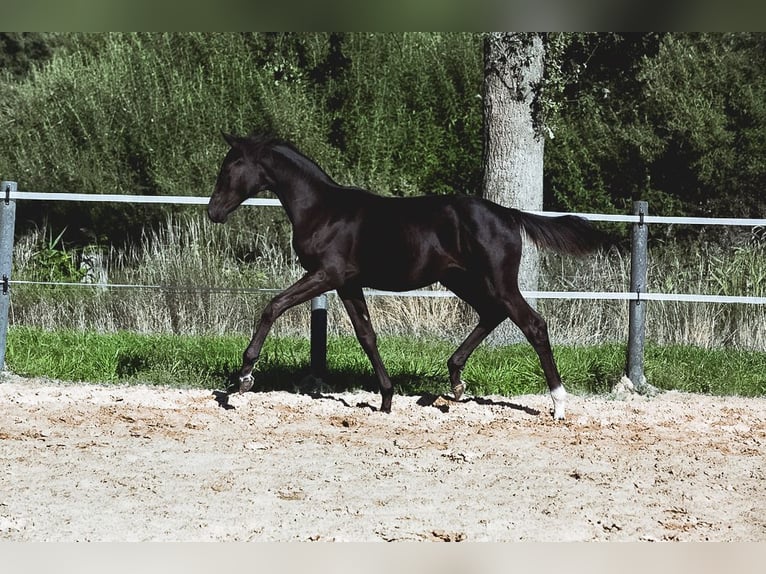Oldenburg Mare Foal (02/2025) Smoky-Black in FilsumFilsum