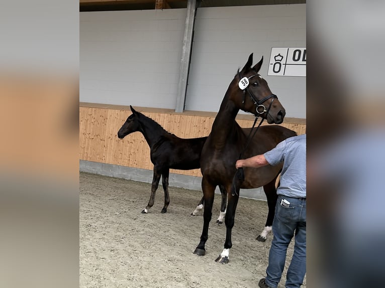 Oldenburg Mare Foal (05/2023) Smoky-Black in Grönheim