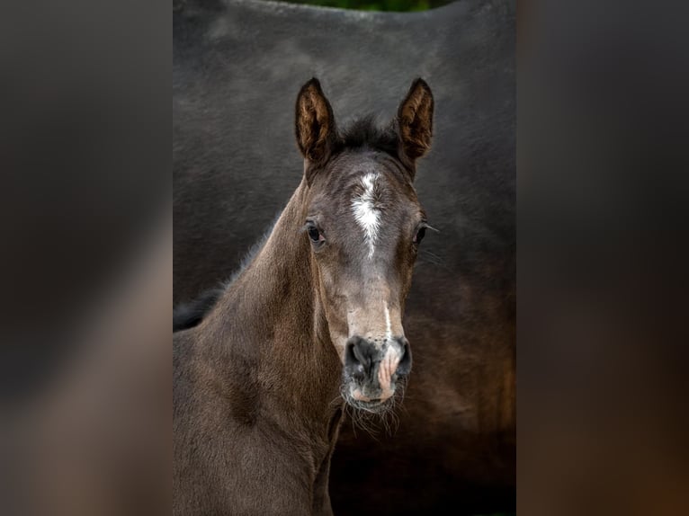 Oldenburg Mare Foal (04/2026) Smoky-Black in Holdorf