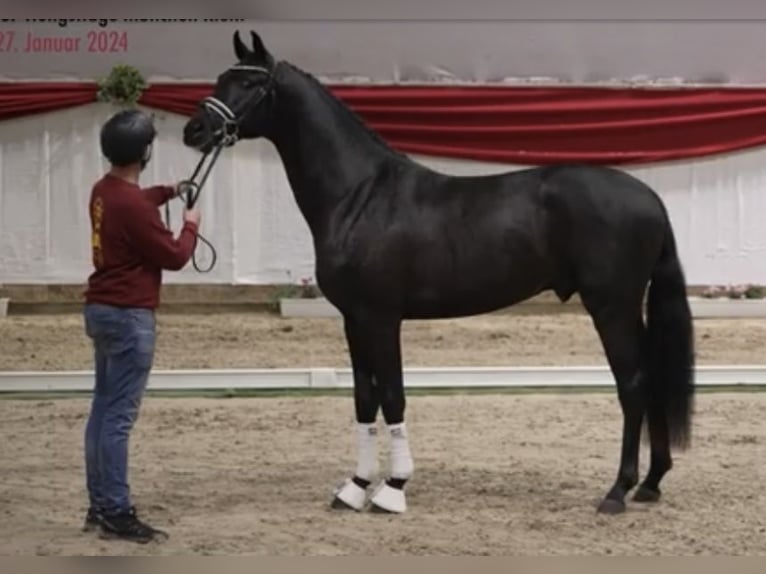 Oldenburg Mare Foal (04/2024) Smoky-Black in Homberg (Ohm)