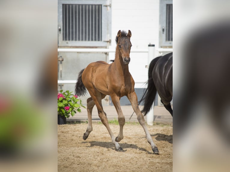 Oldenburg Mare Foal (04/2024) Smoky-Black in Homberg (Ohm)