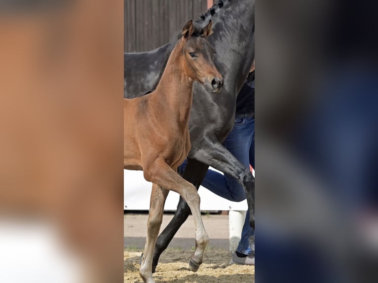 Oldenburg Mare Foal (04/2024) Smoky-Black in Homberg (Ohm)