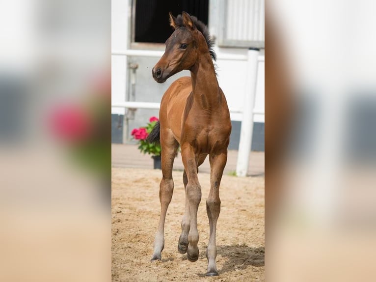 Oldenburg Mare Foal (04/2024) Smoky-Black in Homberg (Ohm)