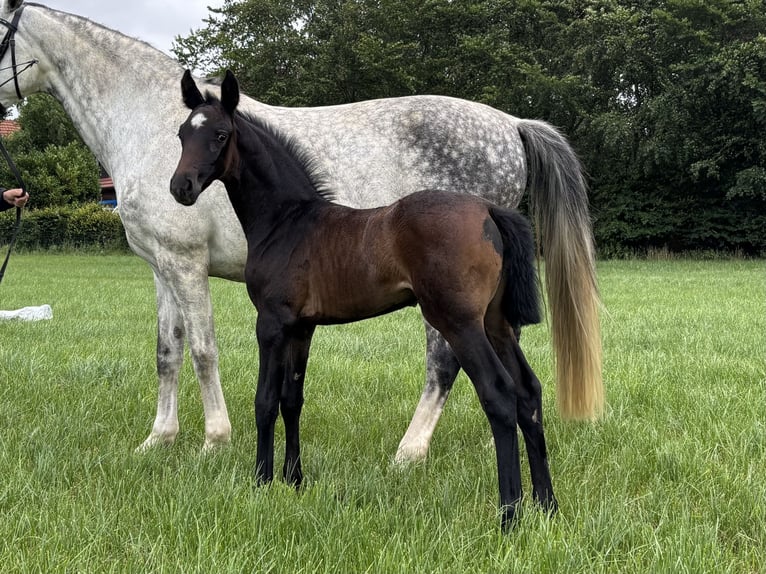 Oldenburg Mare Foal (06/2026) Smoky-Black in Stuhr