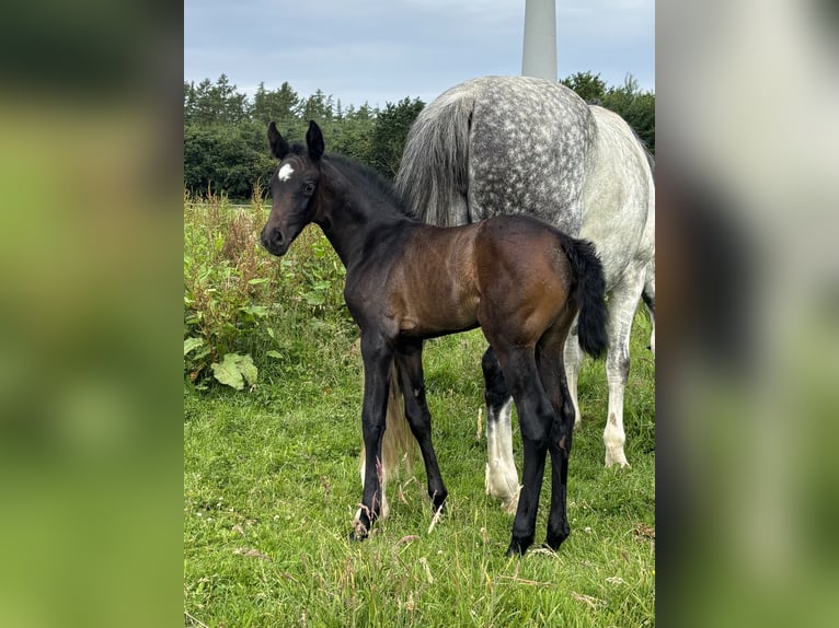 Oldenburg Mare Foal (06/2026) Smoky-Black in Stuhr