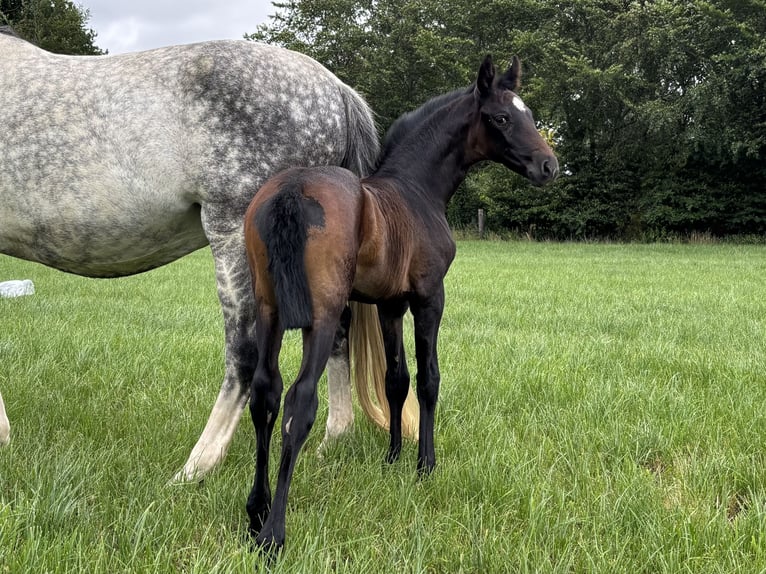 Oldenburg Mare Foal (06/2026) Smoky-Black in Stuhr