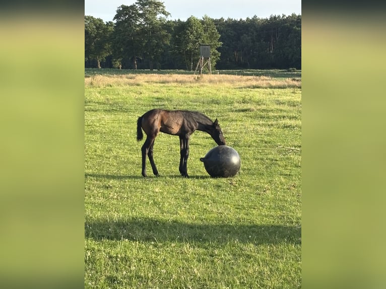 Oldenburg Mare Foal (06/2026) Smoky-Black in Stuhr