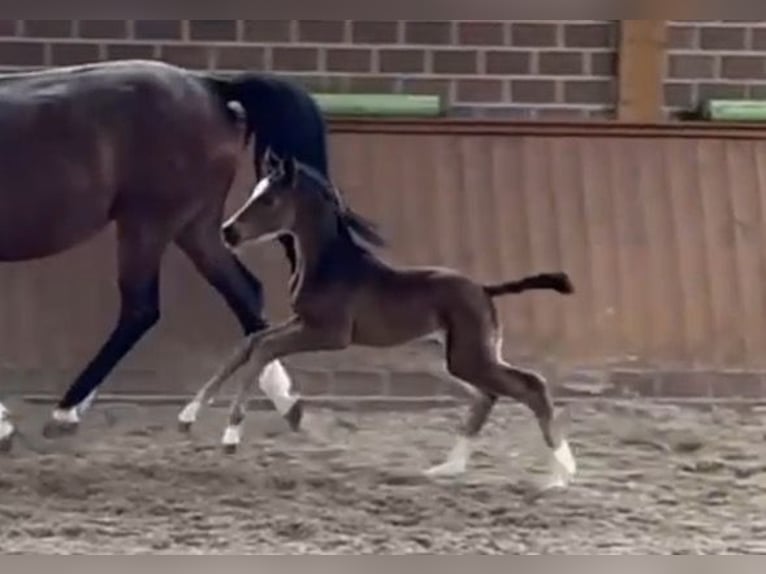Oldenburg Mare Foal (03/2026) Smoky-Black in Vechta
