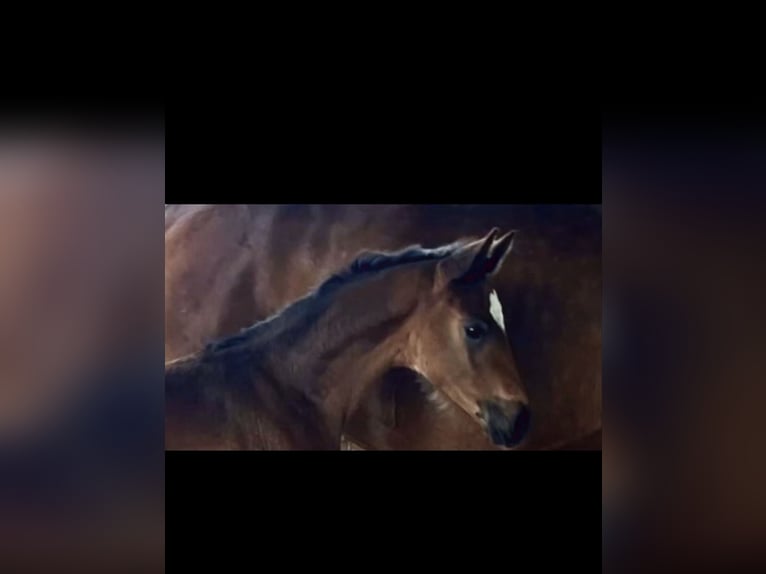 Oldenburg Mare Foal (03/2026) Smoky-Black in Vechta