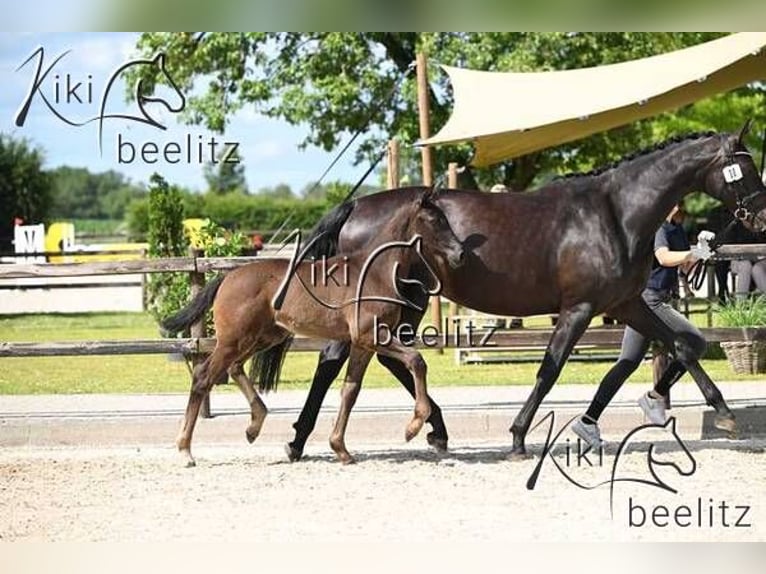 Oldenburg Mare Foal (04/2024) Smoky-Black in Zehlendorf