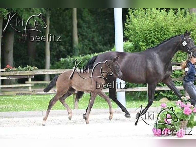 Oldenburg Mare Foal (04/2024) Smoky-Black in Zehlendorf