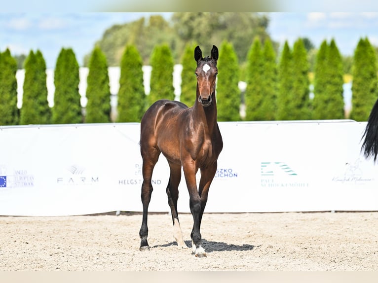 Oldenburg Mare Foal (05/2025) Smoky-Black in Radostowice