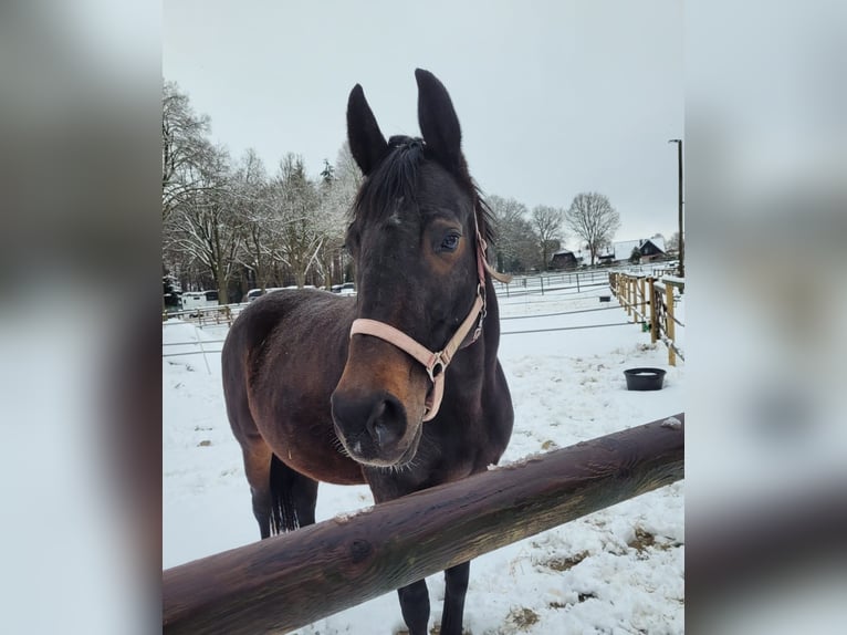 Oldenburg Sconosciuto Puledri (04/2026) 174 cm  in Ganderkesee