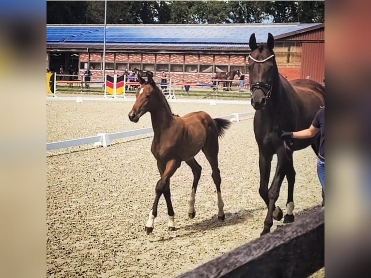 Oldenburg Sconosciuto Puledri (04/2026) 174 cm  in Ganderkesee