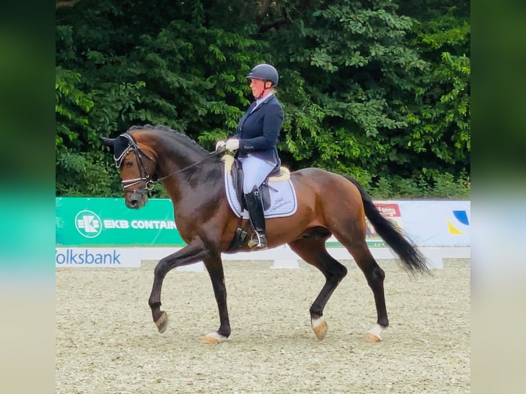 Oldenburg Stallion 10 years 16,2 hh Bay-Dark in Bad Zwischenahn