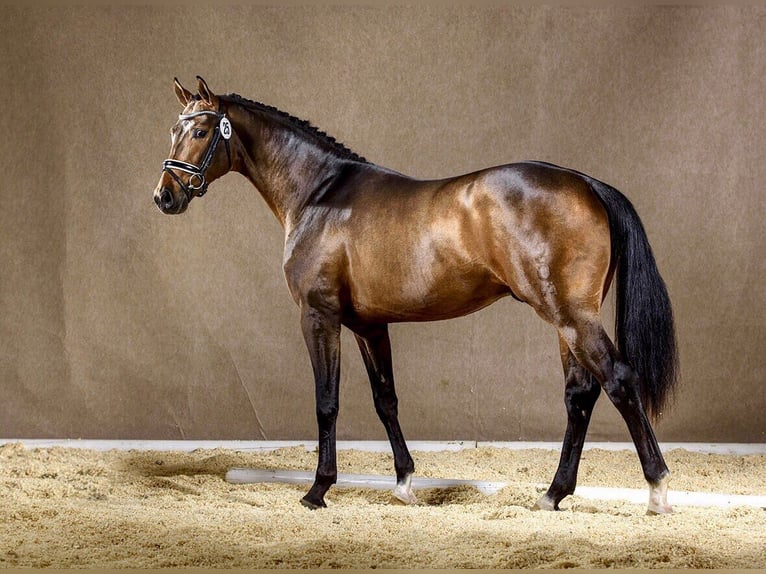 Oldenburg Stallion 10 years 16,2 hh Bay-Dark in Bad Zwischenahn