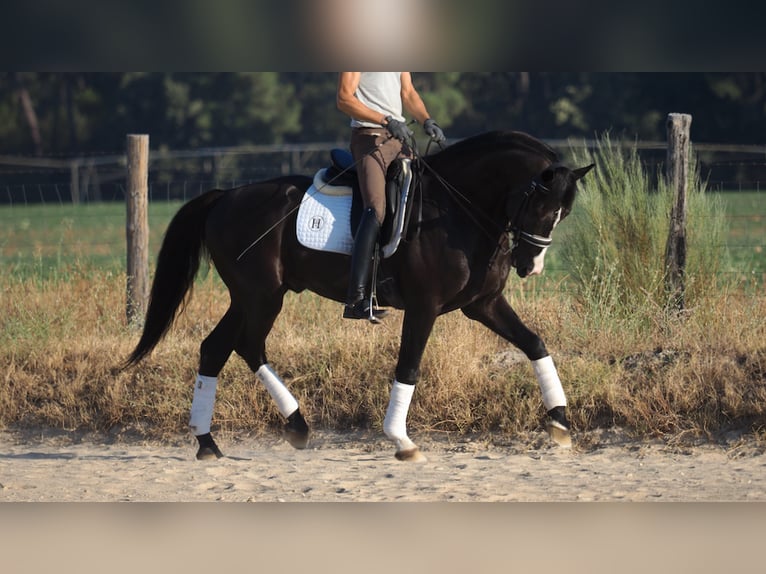 Oldenburg Stallion 10 years 16,3 hh Black in NAVAS DEL MADRONO