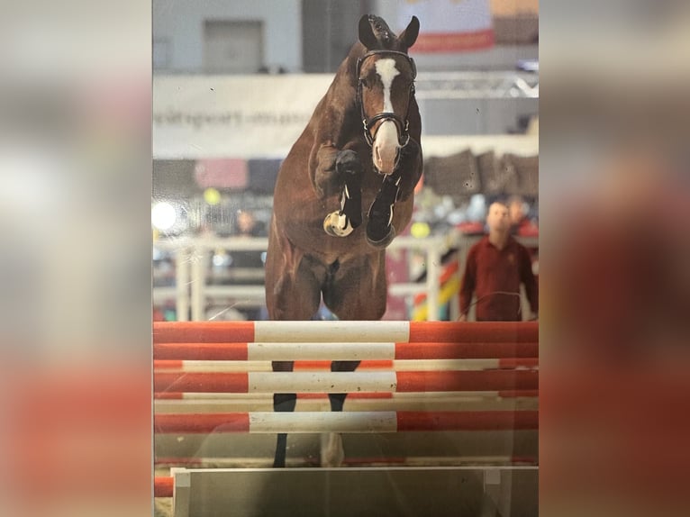 Oldenburg Stallion 10 years 16,3 hh Brown in Kaufungen Oldenburg Stallion 10 years 16,3 hh Brown in Kaufungen