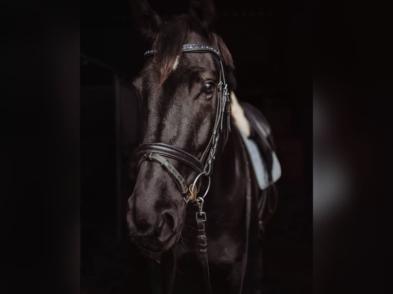 Oldenburg Stallion 10 years 17 hh Black in München