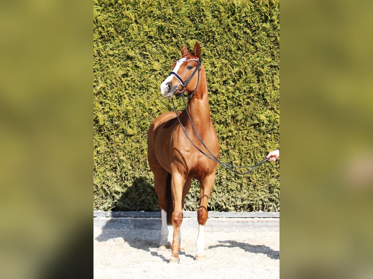 Oldenburg Stallion 11 years 16,1 hh Chestnut-Red in B&#xF6;nen