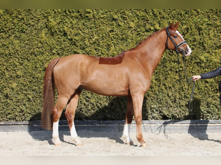 Oldenburg Stallion 11 years 16,1 hh Chestnut-Red in B&#xF6;nen