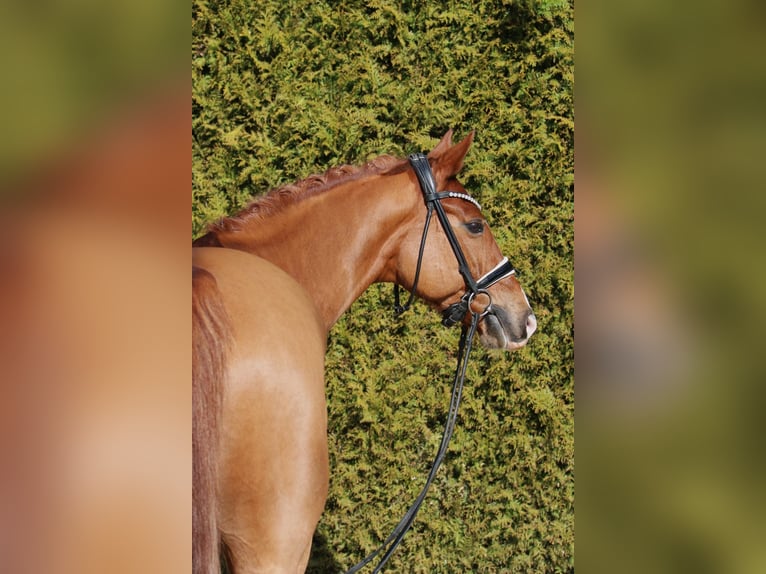 Oldenburg Stallion 11 years 16,1 hh Chestnut-Red in B&#xF6;nen