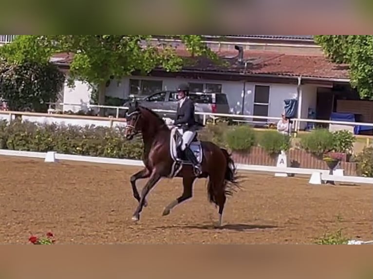 Oldenburg Stallion 11 years 16,2 hh Brown in Rosdorf