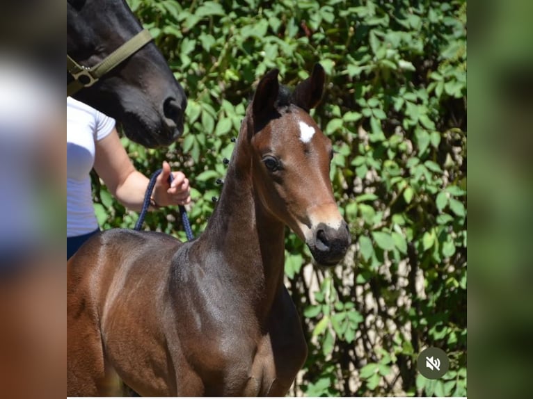 Oldenburg Stallion 11 years 16,2 hh Brown in Rosdorf