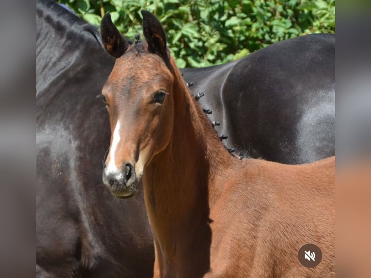 Oldenburg Stallion 11 years 16,2 hh Brown in Rosdorf