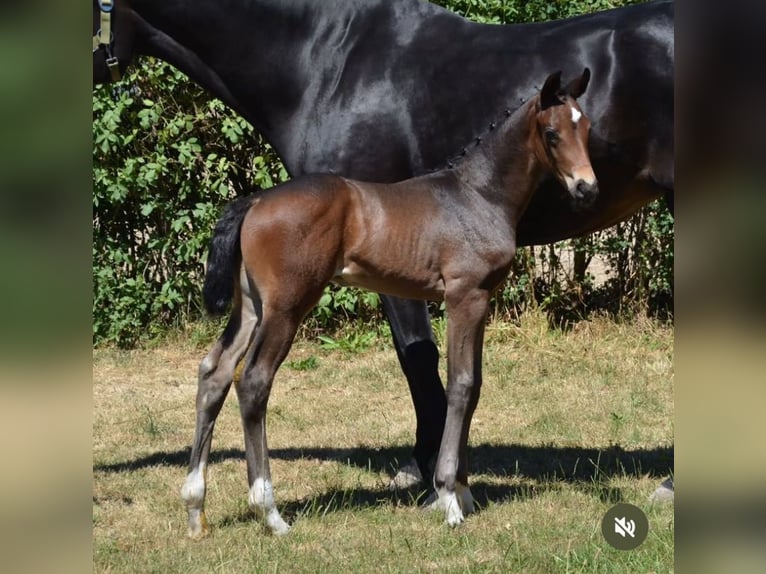 Oldenburg Stallion 11 years 16,2 hh Brown in Rosdorf