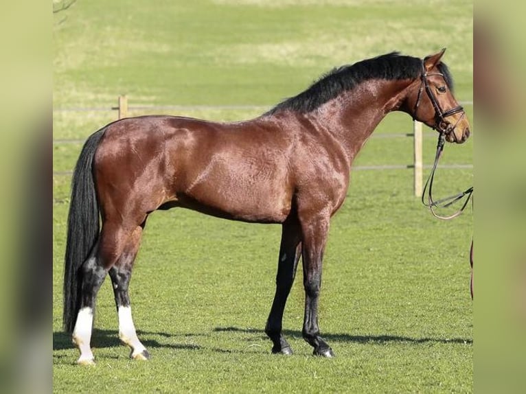 Oldenburg Stallion 11 years 16,2 hh Brown in Rosdorf