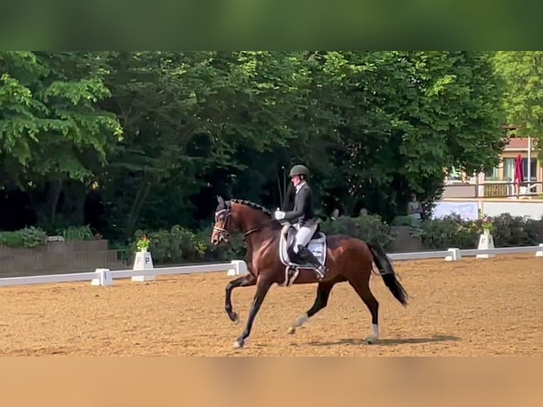 Oldenburg Stallion 11 years 16,2 hh Brown in Rosdorf